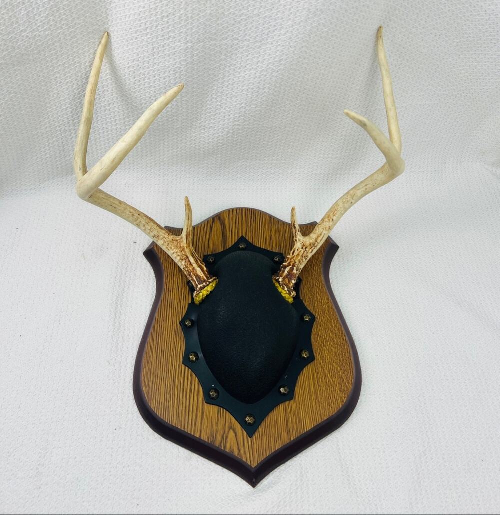 6 Point Deer Antler Wall Mount on Shield Plaque Rustic Cabin Hunting Decor